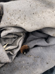 Pyrrharctia isabella