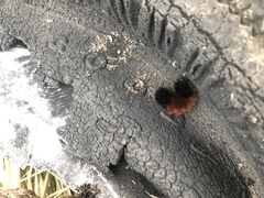 Pyrrharctia isabella