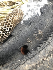 Pyrrharctia isabella