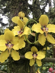 Cyrtochilum macranthum