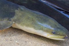 New Zealand Longfin Eel photo 4