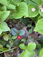 Gaultheria procumbens image