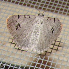 Digrammia pallidata