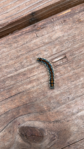 iNaturalist observation photo of Pacific Tent Caterpillar