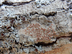 Haematomma persoonii