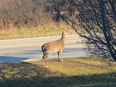 Odocoileus virginianus