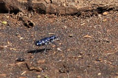 Calomera alboguttata