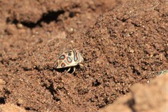 Sphaerocoris annulus