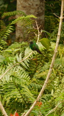 Riccordia ricordii