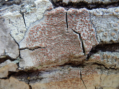 Haematomma persoonii