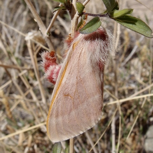 Tricolor Buckmoth photo 5