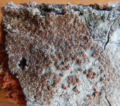 Haematomma persoonii