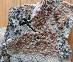 Haematomma persoonii