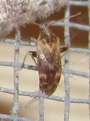 Hamatophylus guttulosus