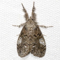Dasychira plagiata
