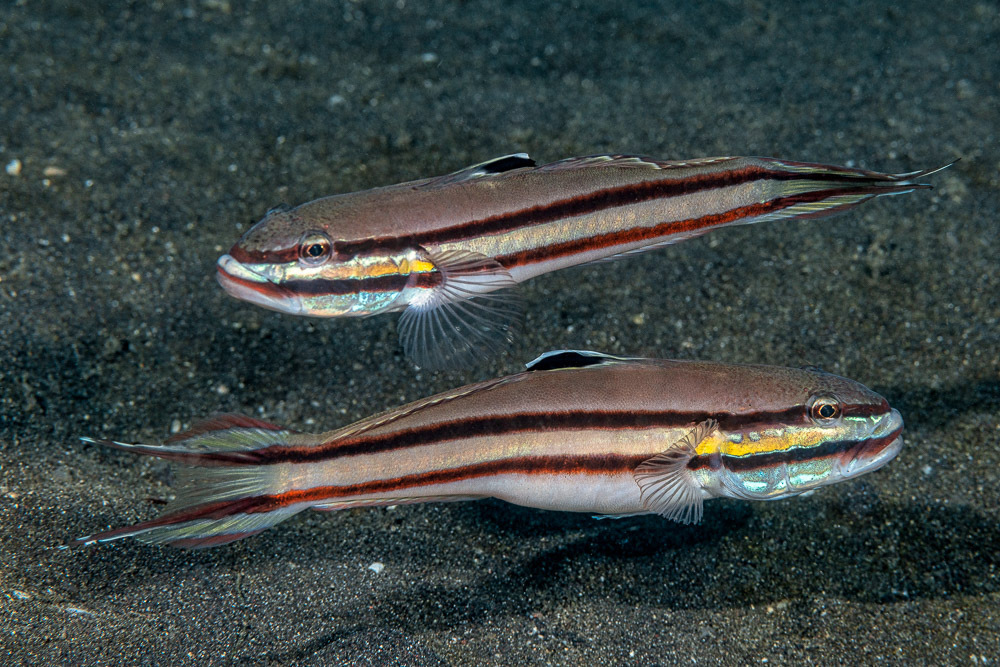 Twostripe Goby