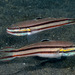 Blacklined Glidergoby - Photo (c) François Libert, some rights reserved (CC BY-NC-SA), uploaded by François Libert