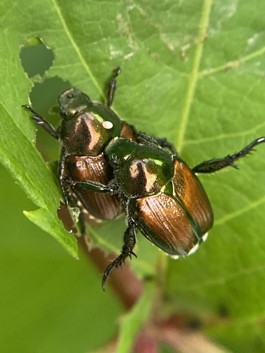 Japanese Beetle, photo 7 of 10