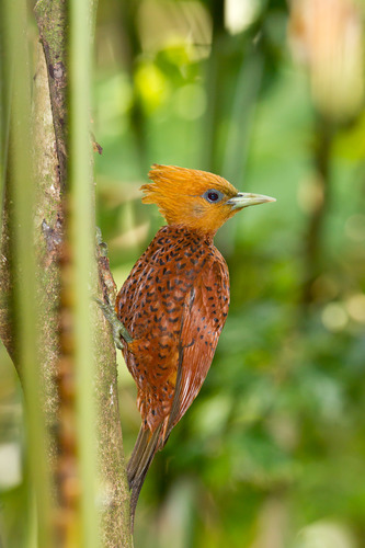 Chestnut-colored Woodpecker