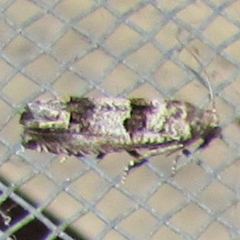 Pseudexentera knudsoni