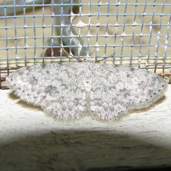 Scopula plantagenaria