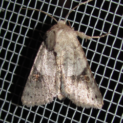 Ulolonche disticha