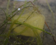 Haminoea vesicula