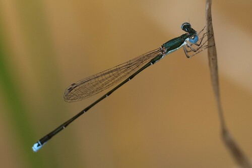 Southern Sprite photo 5