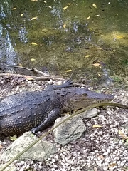 Crocodylia