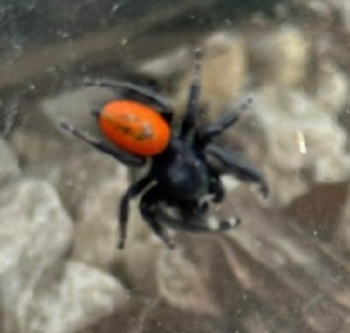 Phidippus Texanus From Weatherford On July 3, 2023 By Erika Swyryn 