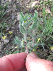 Euphorbia acuta