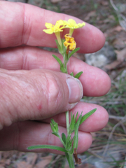 Lithospermum mirabile