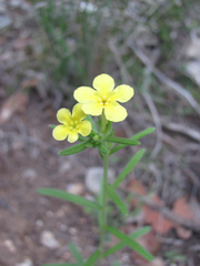 Lithospermum mirabile