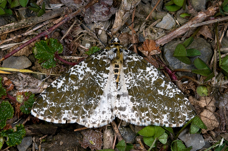 Arichanna picaria
