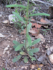 Lithospermum mirabile
