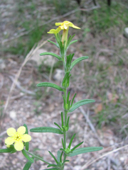 Lithospermum mirabile