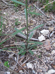 Lithospermum mirabile