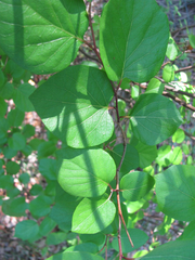 Styrax platanifolius