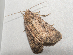 Condicinae