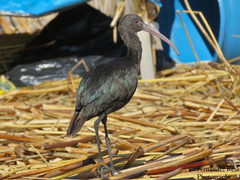 Puna Ibis photo 1