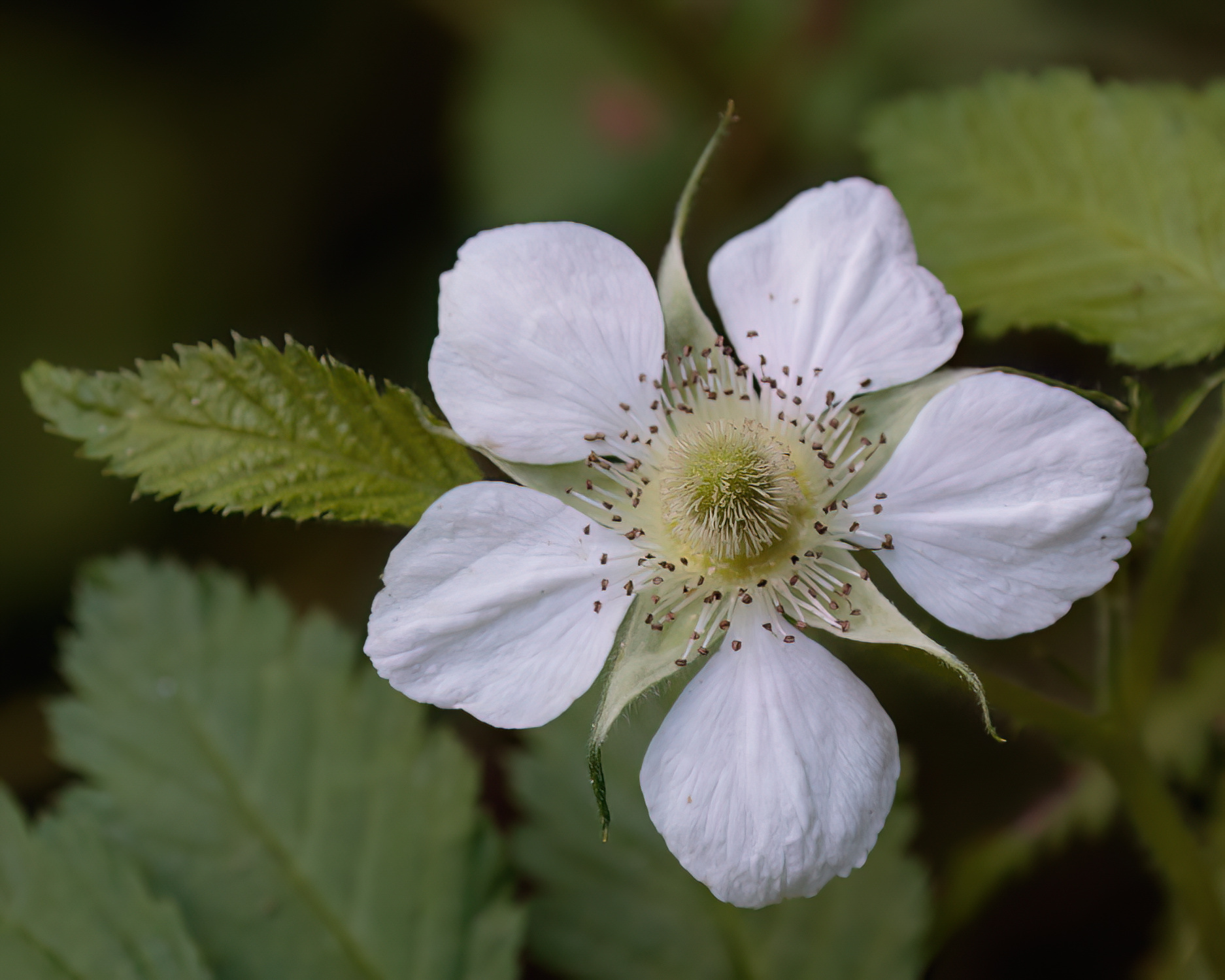 Rubus rosifolius