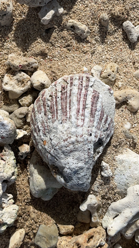 Spondylus sinensis, 2023-07-04
