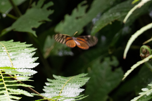 Smoky Ithomia