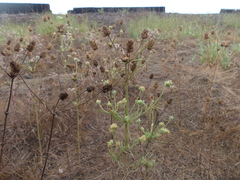 Plantago indica