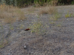 Plantago indica
