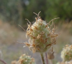 Plantago indica