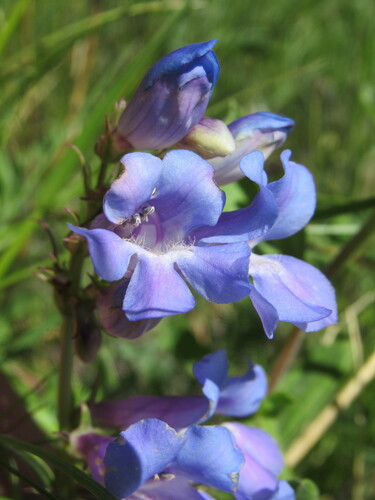 Penstemon glaber var. alpinus