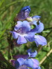 Alpine Sawsepal Penstemon - Photo (c) Anders Hastings, some rights reserved (CC BY), uploaded by Anders Hastings