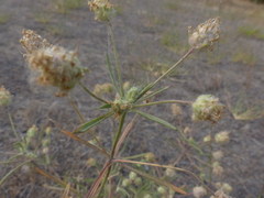 Plantago indica