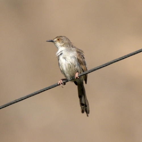 Graceful Prinia